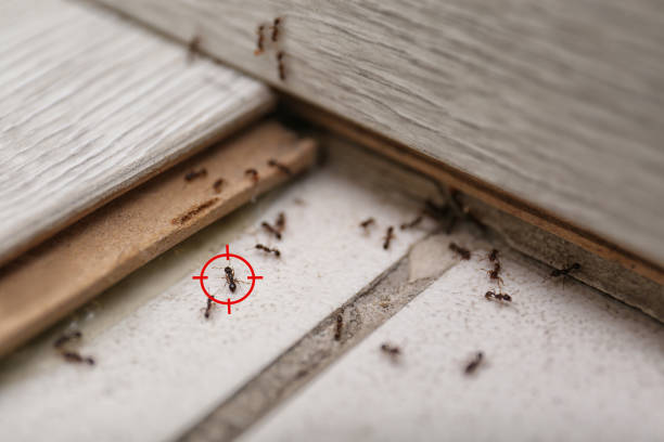 Best Emergency Pest Control  in Nevada, TX