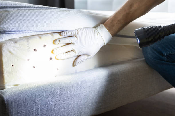 Best Local Pest Control Services  in Nevada, TX