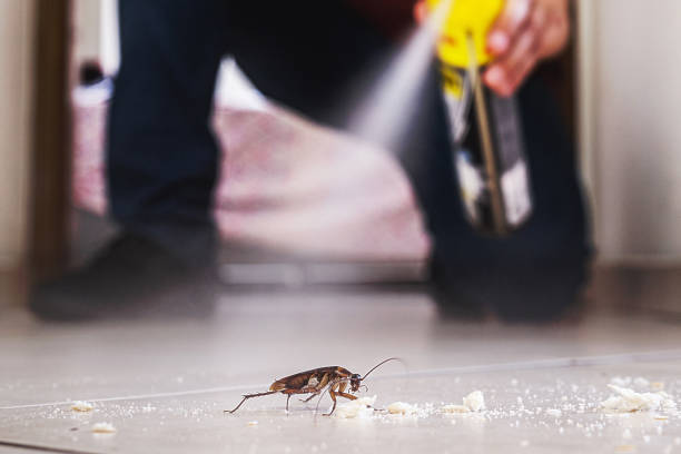 Wasp Removal Services in Nevada, TX