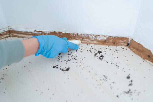 Best Pest Prevention Services  in Nevada, TX